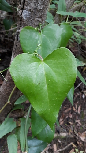 Smilax canariensis (Smilax canariensis)