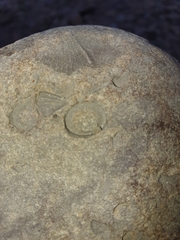 Crinozoa