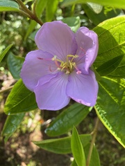 Melastoma septemnervium