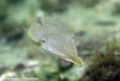 Sepia plangon
