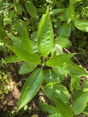 Melastoma septemnervium