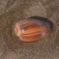 Olivancillaria urceus