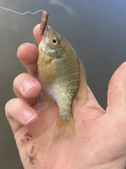 Lepomis macrochirus