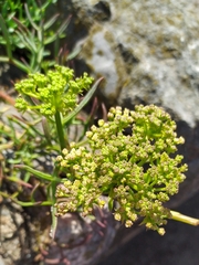 Crithmum maritimum