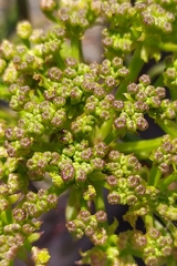 Crithmum maritimum