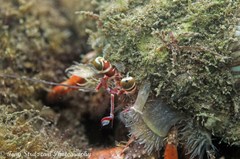 Dardanus pedunculatus