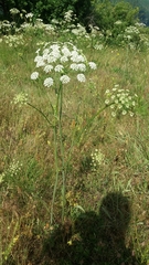 Peucedanum oreoselinum