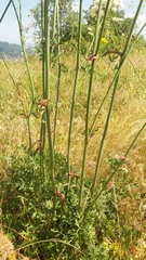 Peucedanum oreoselinum