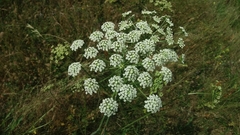 Peucedanum oreoselinum