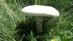 Agaricus crocodilinus