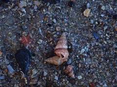 Leiopyrga lineolaris