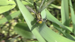 Phanogomphus descriptus