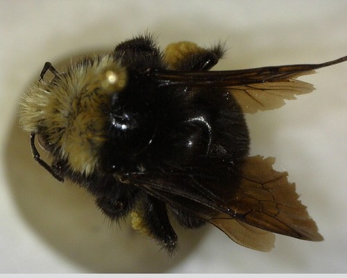 iNaturalist observation photo of Bumble Bees