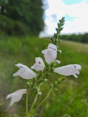 Physostegia angustifolia