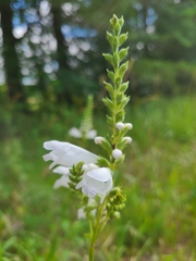 Physostegia angustifolia