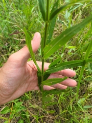 Physostegia angustifolia