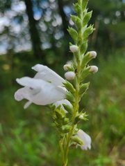 Physostegia angustifolia