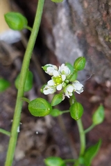 Cochlearia danica