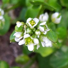 Cochlearia danica