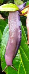 Dendrolimax