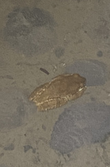 Trachycephalus typhonius