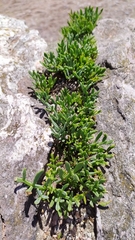 Crithmum maritimum