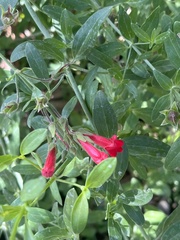 Gambelia