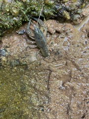 Cambarus catagius