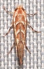 Cameraria caryaefoliella