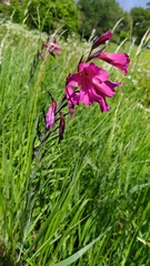 Gladiolus communis