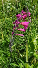 Gladiolus communis
