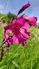 Gladiolus communis