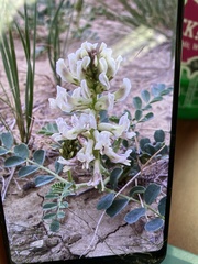 Astragalus oreganus
