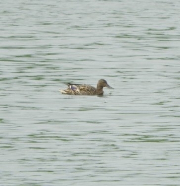 Mallard photographed in Oregon