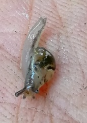 Urocyclidae