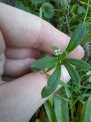 Galium aparine