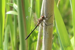 Dorocordulia lepida