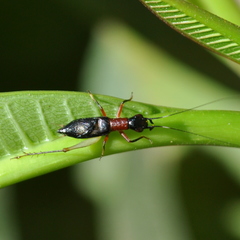 Cranistus colliurides
