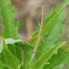 Tetanorhynchini