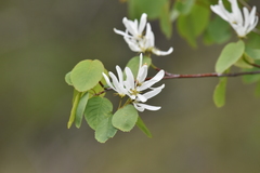 Amelanchier cusickii