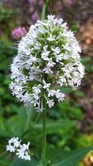 Centranthus ruber