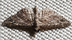 Gymnoscelis rufifasciata