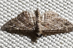 Gymnoscelis rufifasciata