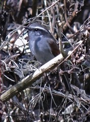 Ochthoeca leucophrys