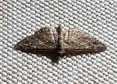 Gymnoscelis rufifasciata