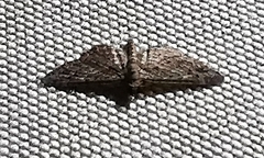 Gymnoscelis rufifasciata
