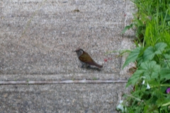 Chrysococcyx lucidus lucidus