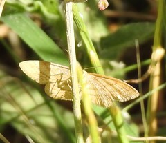 Idaea ochrata