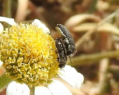Acmaeoderella flavofasciata