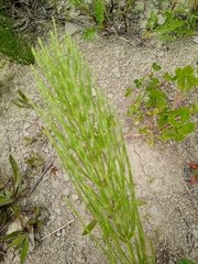 Equisetum arvense image